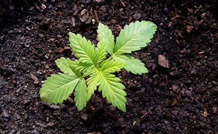 Photo courtesy jarp - pixabay