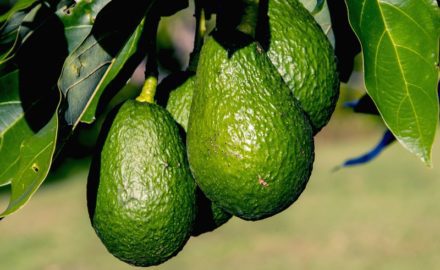 avocado colombia hass colombian avocados USDA import world avocado association