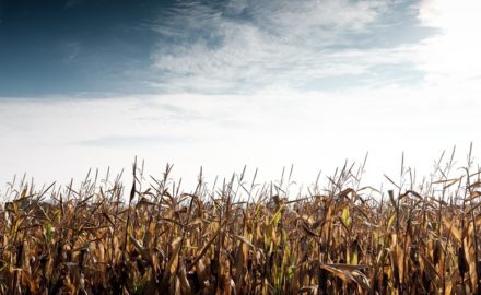 fertilizer colombia IFC yara international international finance corporation