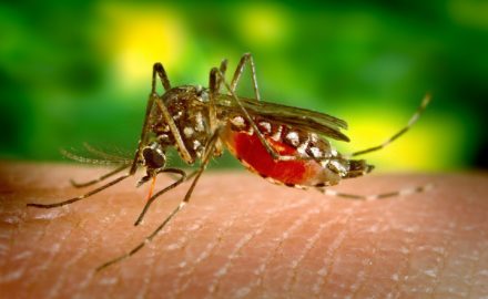 oxitec friendly aedes aegypti mosquito genetically modified zika dengue yellow fever