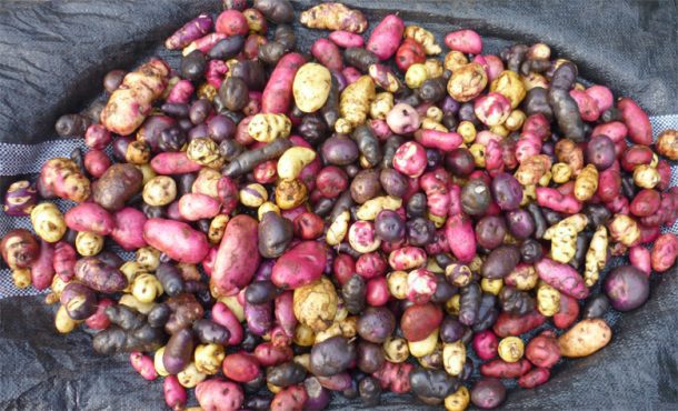 More than 4,000 varieties of native potatoes grow in the Andean highlands, and many Andean people rely heavily on potato production. (Photo credit: Saúl M. Tito.)