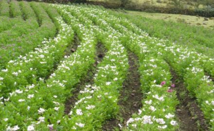 Photo: A typical potato farm in Peru where can you see different color of flowers indicating different varieties grown in the same plot. (Credit: Saúl M. Tito)