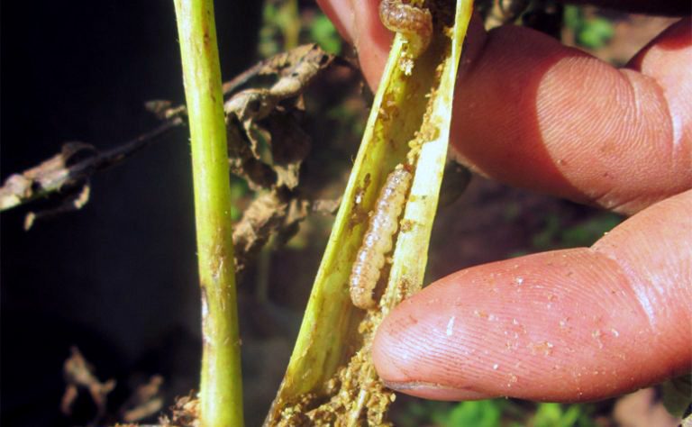 Severe attacks by stem-borer caterpillars on potato plants have grown under warmer temperatures. (Photo credit: Richard Tito)