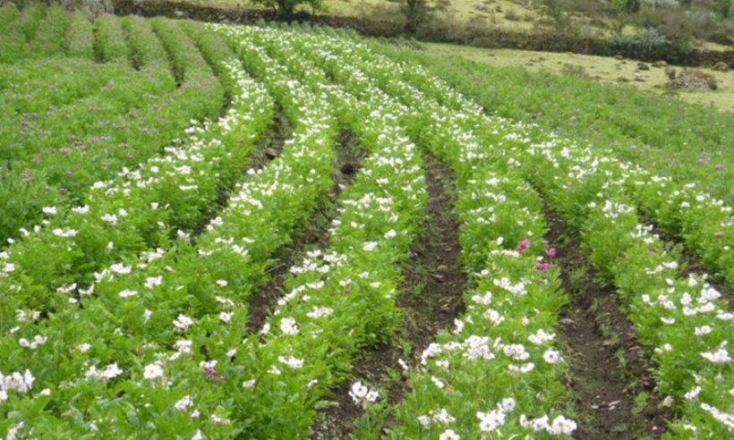 Severe attacks by stem-borer caterpillars on potato plants have grown under warmer temperatures. (Photo credit: Richard Tito)