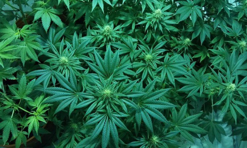 medical marijuana cannabis khiron life sciences pharmacielo new colombia resources (Credit: eujava / Pixabay)