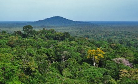 The Tropical Forest Alliance 2020 is looking to stop deforestation in parts of the Amazon, such as this swatch of jungle in the department of Vaupés near Mitú. (Credit: Jared Wade)