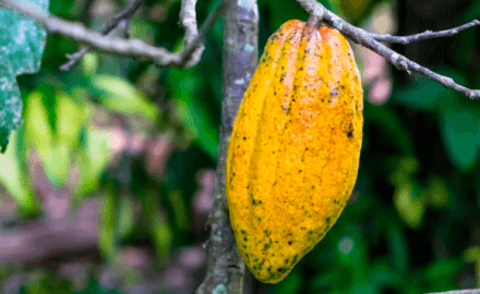 cocoa chocolate cocao for peace (Credit: Jared Wade)