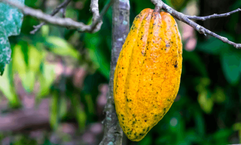 cocoa chocolate cocao for peace (Credit: Jared Wade)