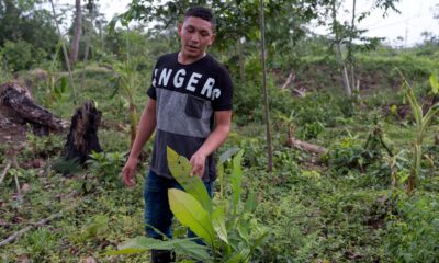 Photo: Ramón gives a tour of the land that his family owns, showing the diversity of flora that has been taken over by palm oil plantations. (Photo credit: Thom Pierce | Guardian | Global Witness | UN Environment)