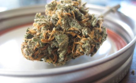 Medical marijuana / cannabis flowers (Photo credit: SeaweedJeezus / Pixabay)