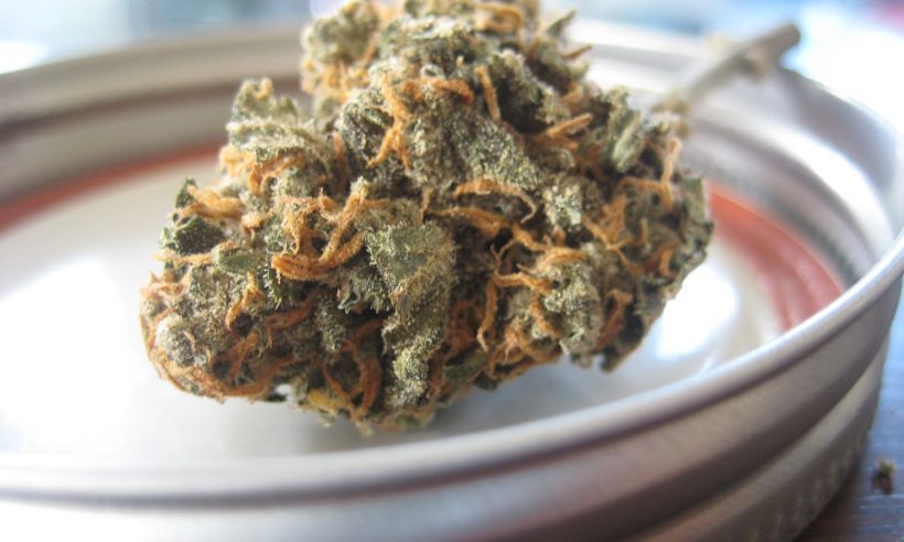 Medical marijuana / cannabis flowers (Photo credit: SeaweedJeezus / Pixabay)