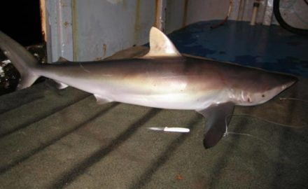 Silky Shark