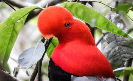 The departments that registered the most birds were Antioquia, with 600 species, Valle del Cauca, with 548 species, Meta, with 532, and Caldas and Cundinamarca with 505 each.