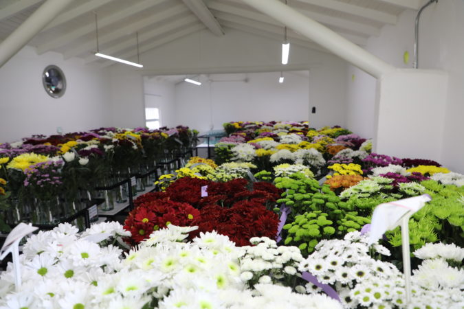 Deliflor's quality control procedures, include simulating ocean and air cargo conditions to ensure varieties can withstand the rigors of global shipping to provide a positive experience to the importer, retailer, and end customer.