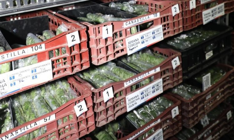 Deliflor does not sell flowers, but provides cuttings to growers and charges an intellectual property licensing fee.