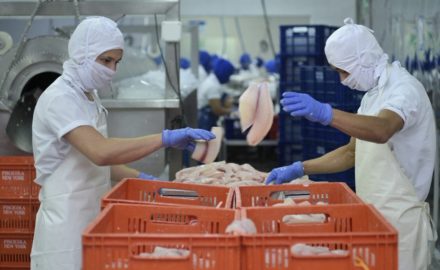 Tilapia processing in the Colombian department of Huila. Photo courtesy MinCIT.
