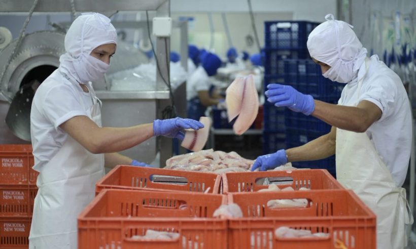 Tilapia processing in the Colombian department of Huila. Photo courtesy MinCIT.
