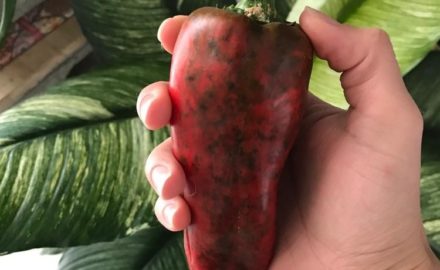 Colombian sweet pepper photo by Malory Andrea
