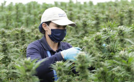 PharmaCielo horticultural worker harvests THC dominant and unique cultivar (CNW Group/PharmaCielo Ltd.)