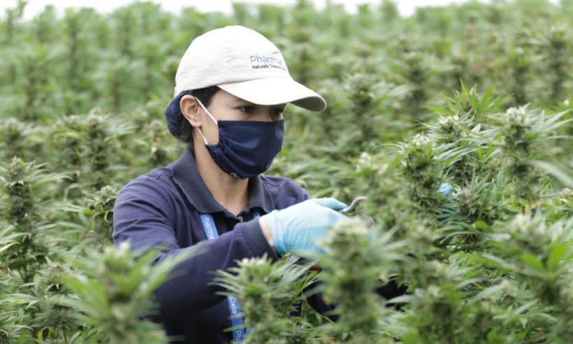 PharmaCielo horticultural worker harvests THC dominant and unique cultivar (CNW Group/PharmaCielo Ltd.)