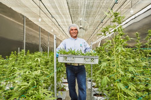 A Khiron agricultural technician in their Ibagué, Tolima facilities.