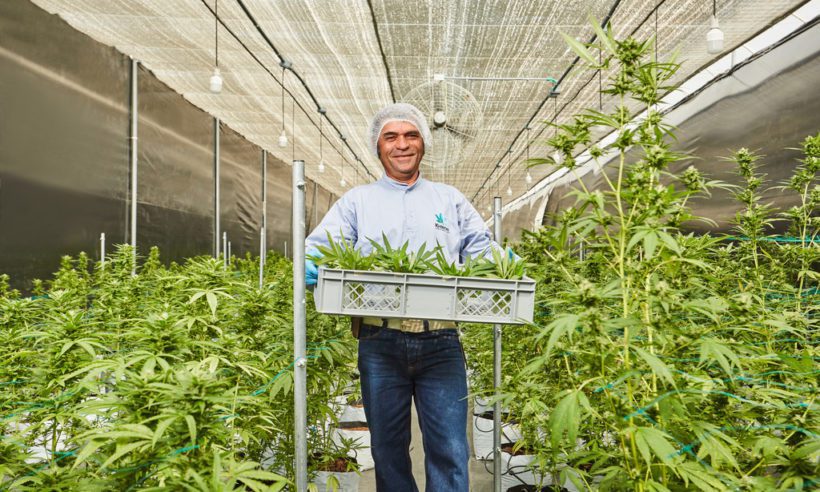 A Khiron agricultural technician in their Ibagué, Tolima facilities.