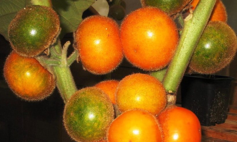 The bank’s namesake, a lulo (above) is a tasty fruit with green flesh native to Colombia and popular in flavorings and as a beverage.