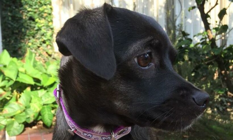 We are told cute dogs stimulate purchases, so above is Finance Colombia founder Loren Moss' dog Juana.