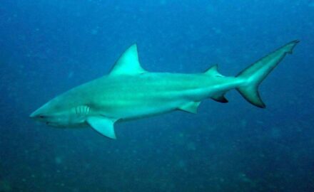 Bull shark headline image by Chaloklum Diving - https://eol.org/data_objects/31319652, CC BY 3.0