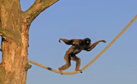 Image by Paul Sprengers from Pixabay