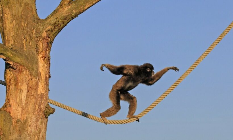 Image by Paul Sprengers from Pixabay