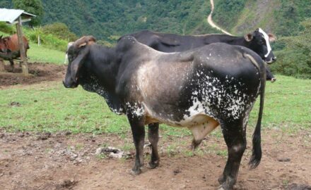 Cattle near Lago Calima, Colombia (photo: Loren Moss)