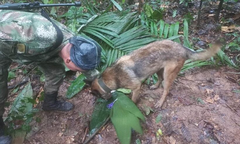 Colombian personnel continue the search for the missing children in Caquetá. (Photo: Aerocivil)