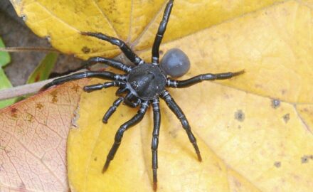 One of the new spider species discovered, Ummidia solana.
