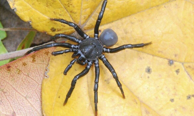 One of the new spider species discovered, Ummidia solana.