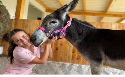Medellín domestic animals.