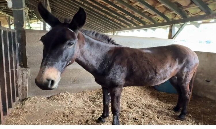 Medellín domestic animals.