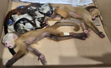 Photos courtesy National Police of Colombia