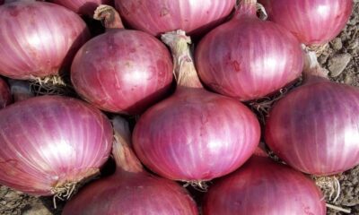 Onions.