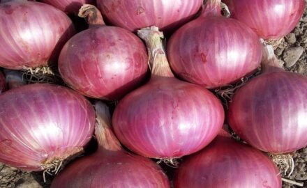 Onions.