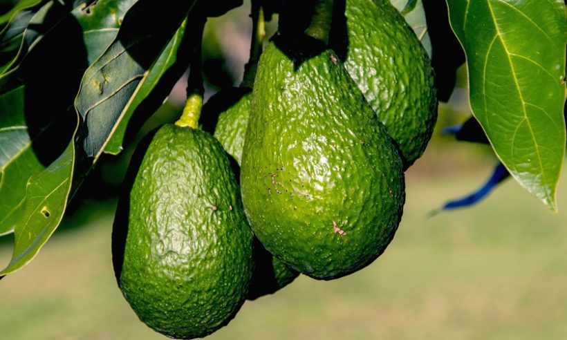 avocado colombia hass colombian avocados USDA import world avocado association