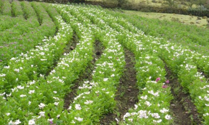 Photo: A typical potato farm in Peru where can you see different color of flowers indicating different varieties grown in the same plot. (Credit: Saúl M. Tito)