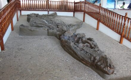 Headline photo of the Kronosaurus Boyacensis fossil in Villa de Leyva, Boyacรก, Colombia By Edward M Johnson - FunkMonk, CC BY-SA 2.0, https://commons.wikimedia.org/w/index.php?curid=11475799