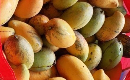 Mangos from Santa Fé de Antioquia, Colombia (photo © Loren Moss)