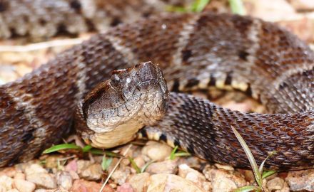 Headline photo: By Bernard Dupont from France - Fer-de-Lance (Bothrops atrox)(found by Sylvain REMY), CC BY-SA 2.0,ย