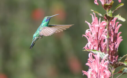 Hummingbird feeding in Bogotรก's Botanical Garden. (Credit: Jared Wade)