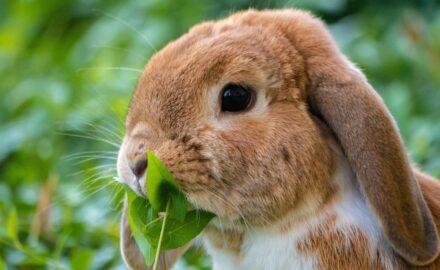 Rabbit image by ๐ผChristel๐ผ from Pixabay