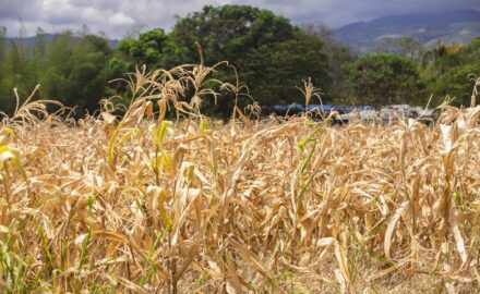 Corn