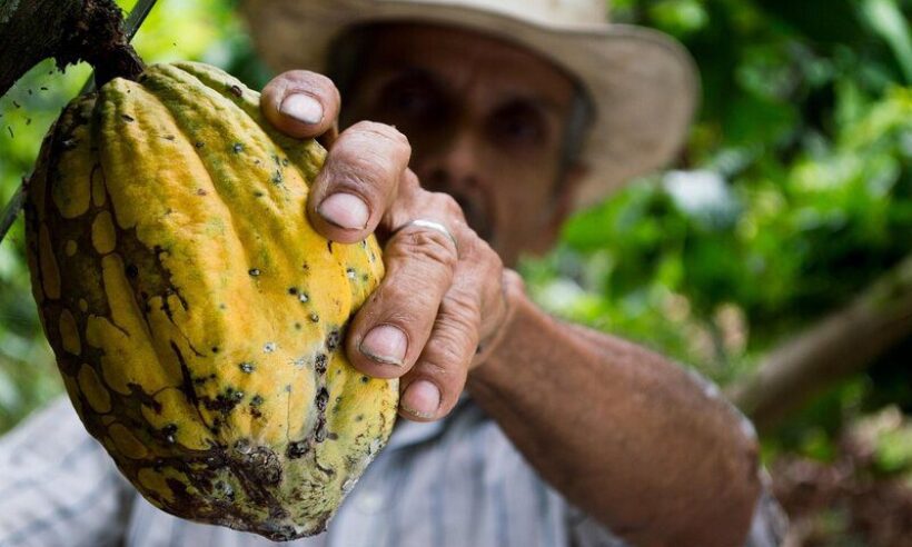 Cocoa Colombia.