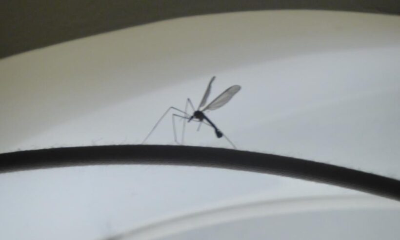 Mosquito photo © Loren Moss